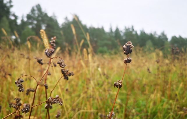 Photo by Giedre Motuzaite Matuzeviciute of buckwheat field 642x410