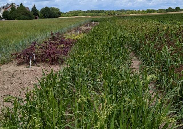 Photo by Giedre Motuzaite Matuzeviciute of millet field in Lithuania